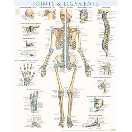 BARCHARTS BarCharts 9781423228714 Joints & Ligaments - Laminated Quickstudy Easel 9781423228714